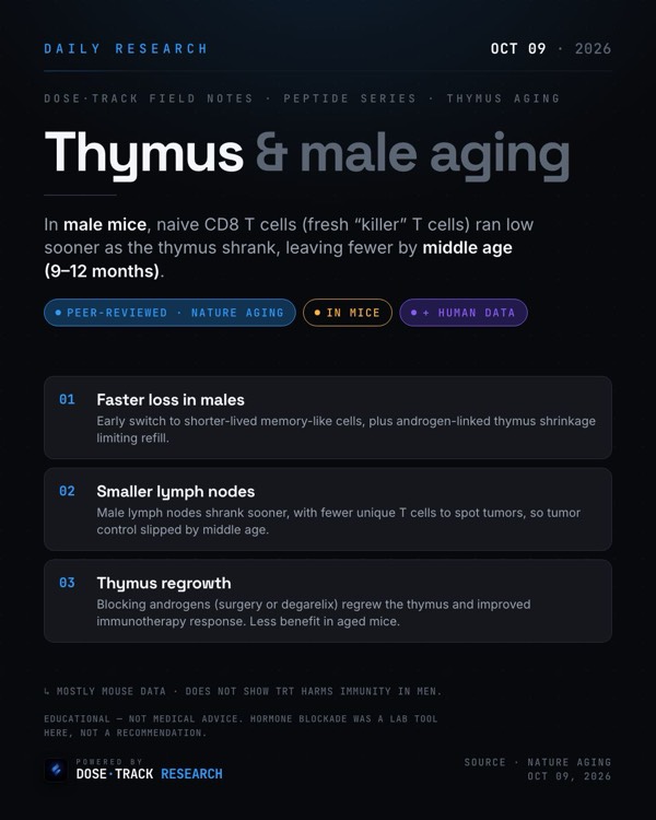 Research card: Why male immune systems may age faster: a thymus study in mice